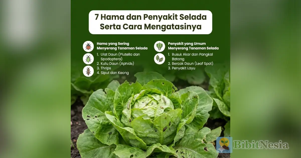 hama penyakit selada