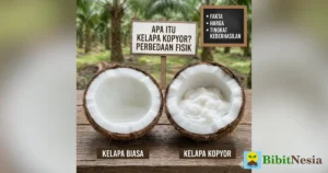 kelapa kopyor