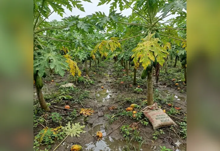 penyebab hama pepaya