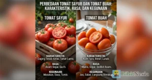 perbedaan tomat sayur tomat buah